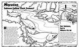 Coloring Salmon Migration Fish Pages Coloringbay Book Fond Few Books Just sketch template