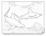 Elasmobranch Sandbar Shark sketch template