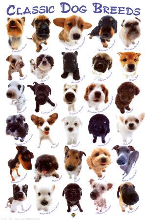 quotes select  dog breeds