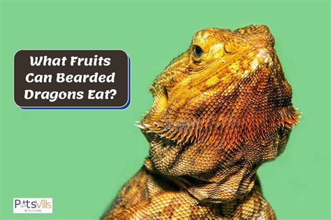fruits  bearded dragons eat   options