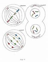 Telophase sketch template