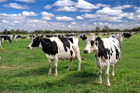 australian dairy farmers statement   regulating  dairy industry small farms magazine