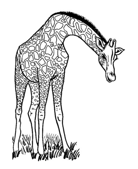 adult coloring pages safari   adult coloring pages