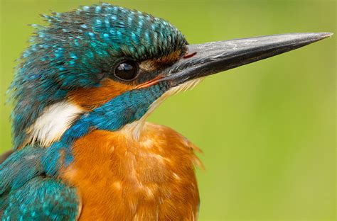 kingfishers        wildlifecouk