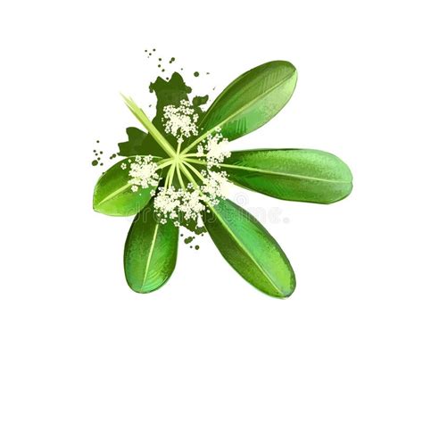 chitvan alstonia scholaris ayurvedic herb flower digital art illustration  text isolated