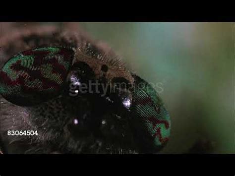 wormy closeup head  horsefly getty images youtube