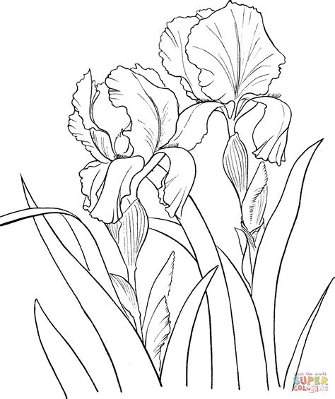 drawings  irises bing images figuras  pintar flor iris
