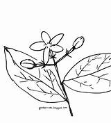 Bunga Sketsa Melati Mewarnai Mudah Sederhana Lukisan Matahari Mawar Tumbuhan Putih Hitam Disimak Simpel Wajib Digambar Hias sketch template