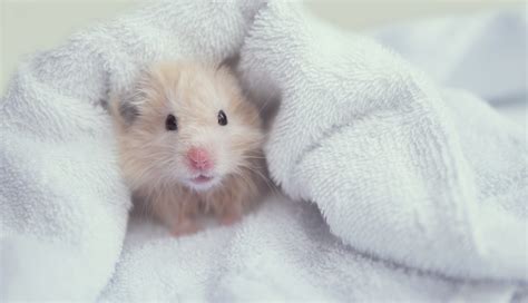 hamsters swim      pocket pets