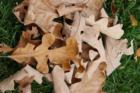 brown oak leaf  stock photo public domain pictures