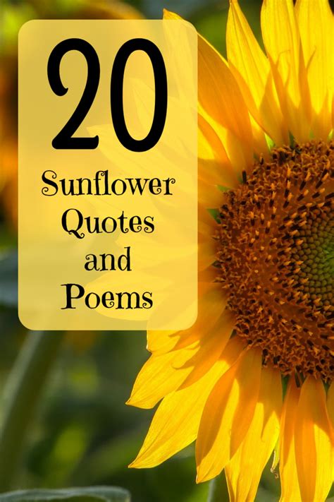 happiest sunflower quotes poems  sayings holidappy