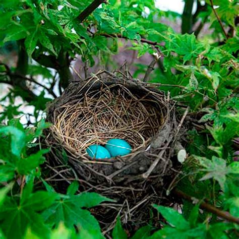list  pictures   birds nests full hd