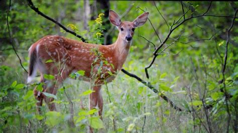 state animal  white tailed deer  ohio pbs learningmedia