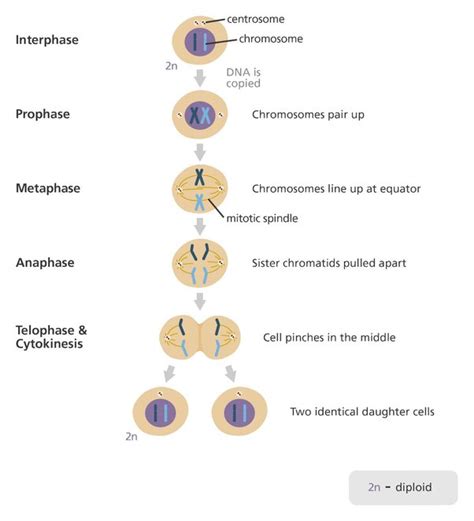 mitosis prophase metaphase anaphase telophase