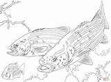 Bass Striped Coloring Pages Largemouth Drawing Printable Sea Realistic Getdrawings Paper Skip Main sketch template