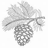 Pine Coloring Pages Trees Cones Drawings Tree Pinecone Embroidery sketch template