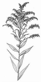 Goldenrod Solidago Sisters Three Canadensis Plant Nysed Nysm Exhibitions Gov sketch template