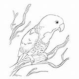 Coloring Parrot Lorikeet Pages Blue Color Naped Cute Cartoon Conure Parrots Branch Designlooter Pic Toddler Will Drawings Cockatiel Sitting 89kb sketch template