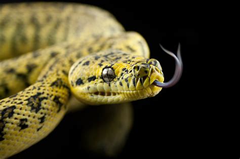 beginners guide  carpet pythons  carpet python overview