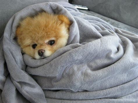 17 Deliciously Cute Pups In A Blanket The Barkpost