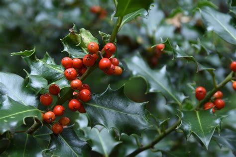 english holly invasive species council  british columbia