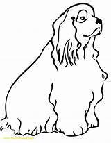 Spaniel Cocker Coloring Pages Dog Clipart Cockapoo Cliparts Template Handipoints Clipartbest Getdrawings Library Printable Getcolorings Drawings Color 35kb 1275 sketch template