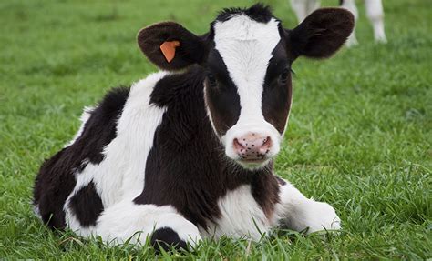 ag facts cattle  calves
