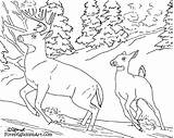 Forest Coloring Pages Kids Deer Color Painting Wildlife Animals Crista Book sketch template