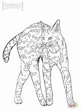Coloring Pages Wild Serval Cat Cats Realistic Wildcat Printable Drawing Color Comments Drawings Getcolorings Coloringhome 67kb sketch template