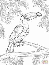 Coloring Toucan Color Tocan Toco Kids sketch template