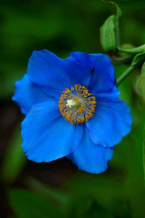 love blue poppies  practical guide  growing  propagating