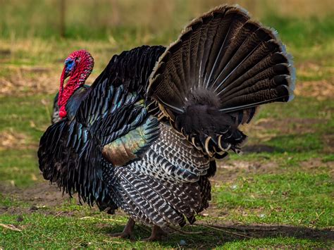 how the strange tale of turkey tails speaks volumes about our global food system the independent