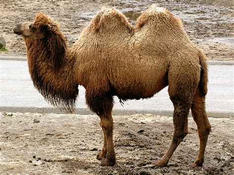 camel facts  camels description  distribution  camel