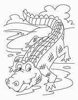 Coloring Crocodile Pages Popular sketch template