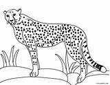 Cheetah Guepardo Ausmalbilder Geparden Cool2bkids Gepard Getdrawings Hermoso Colorir Drawingtutorials101 sketch template