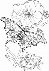 Plants 101coloring Mariposas Coloringsky бабочка Papillon Schmetterling Printables Borboletas Desenhoscolorir Bordar sketch template