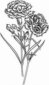 Carnation Coloring Flowers Pages Flower Drawing Carnations Gif Printable Flor Yellow Kids Para Claveles Clavel Dibujo Colorir Flores Pyrography Supercoloring sketch template