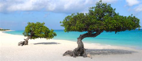 aruba  dutch caribbean paradise travelmynecom