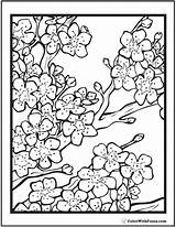 Coloring Cherry Blossom Pages Printable Getcolorings Adult sketch template