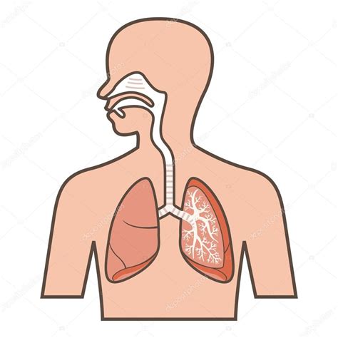 illustration  respiratory system stock vector  cankomando