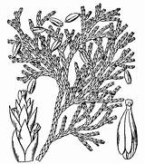 Cedar Northern Thuja Coloring Pages Arborvitae Occidentalis Wood Foliage Print Sketch Benefits Health Database Identification Drawing Color Kids Uses Facts sketch template