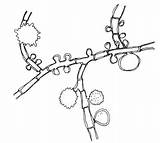 Genul Histoplasma Saprofit Stadiu Rasfoiesc sketch template