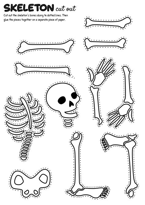 skeletal anatomy blank diagram
