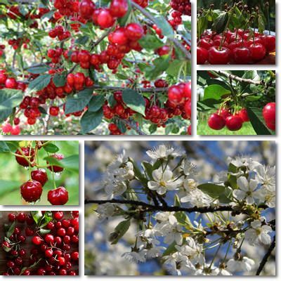 sour cherry antimicrobial natureword