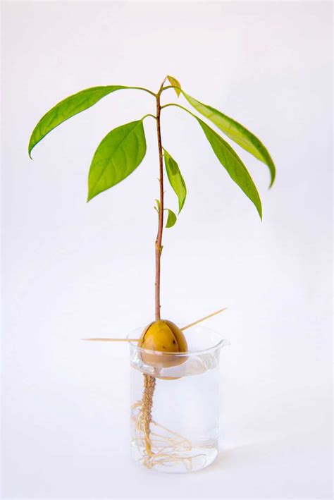 grow  avocado tree  seed gardening