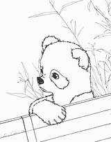 Panda Coloring Pages Cute Baby Red Printable Realistic Kids Pandas Color Print Anime Bamboo Drawing Sheets Bear Animals Adults Animal sketch template