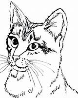 Coloring Cat Tabby Pages Calico Printable Getcolorings Color Sheets sketch template