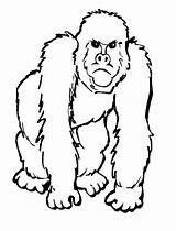 Gorila Colorear Ape Gorilla Zoo Affe Theanimals sketch template