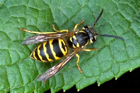 bees wasps stingers pest control abc termite  pest control