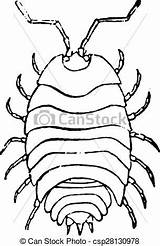 Woodlice Clipart Woodlouse Clipground Engraved Vintage sketch template